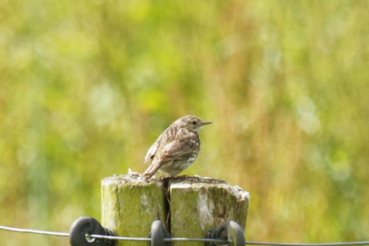 Meadow Pipit - ML620734094