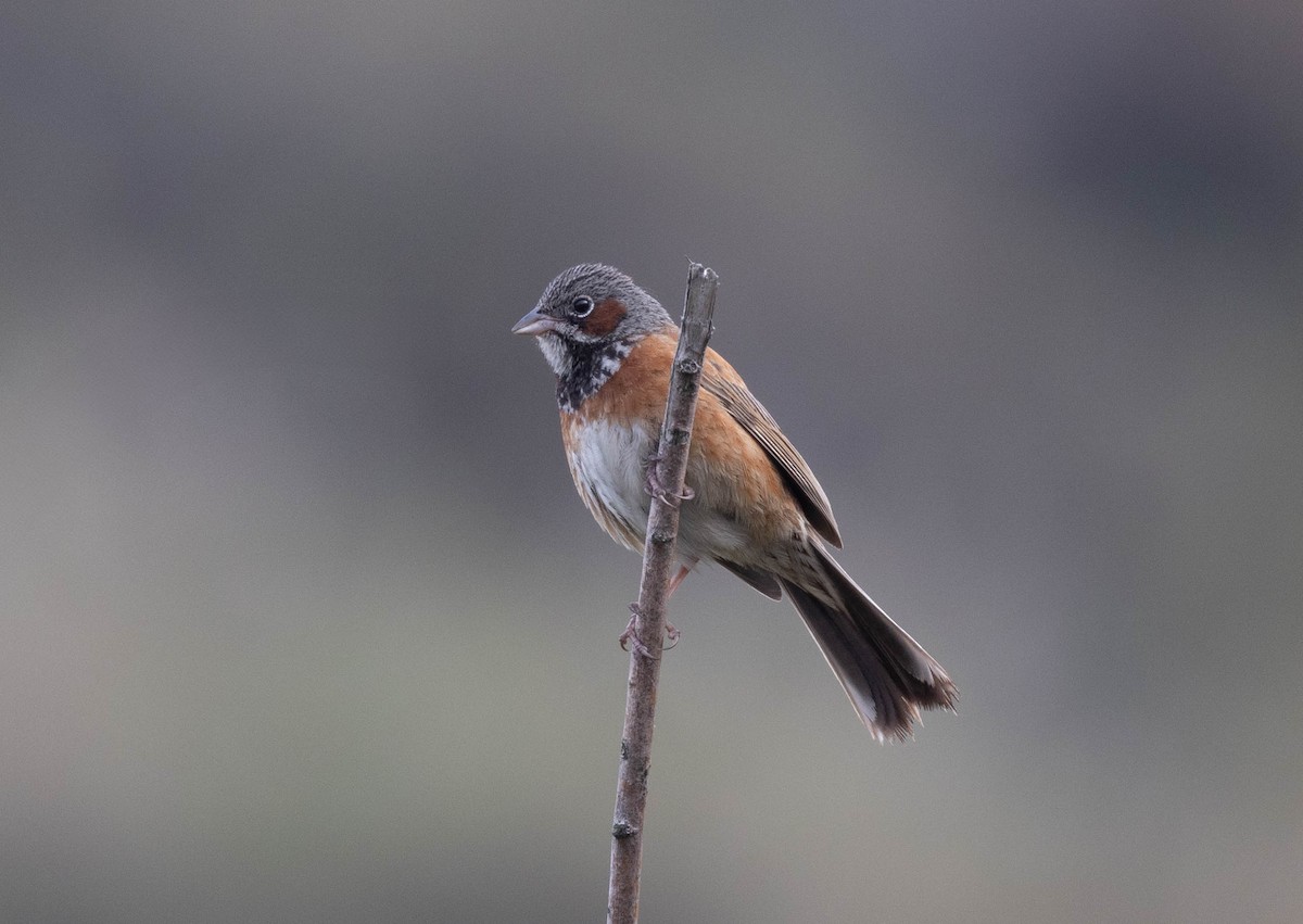 Chestnut-eared Bunting - ML620734095