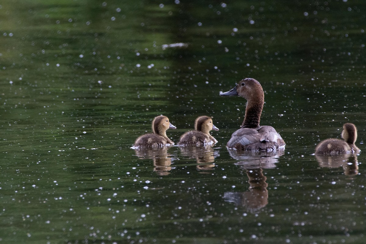 Common Pochard - ML620734096