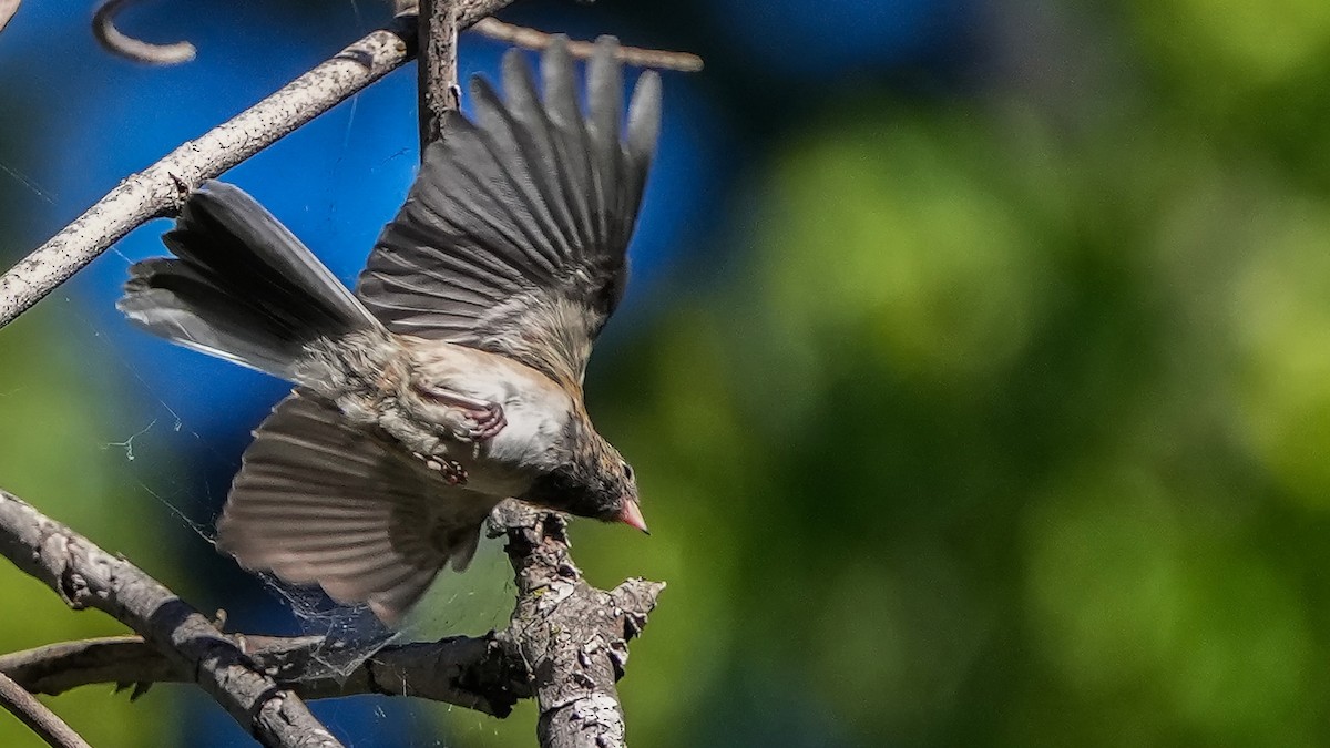 Dark-eyed Junco (Oregon) - ML620734097