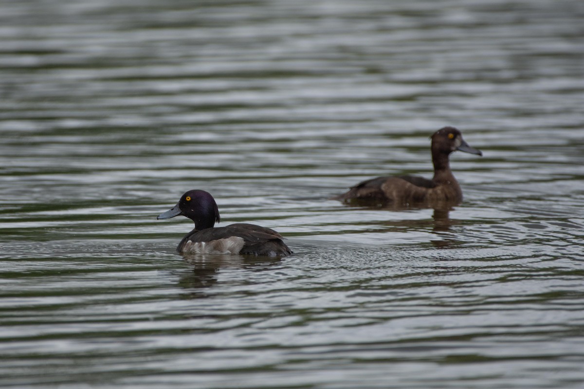 Tufted Duck - ML620734098