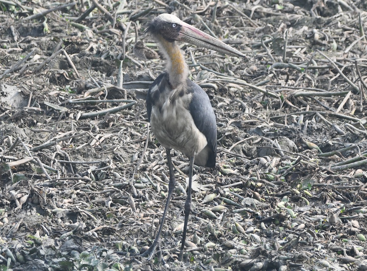 Lesser Adjutant - ML620734099