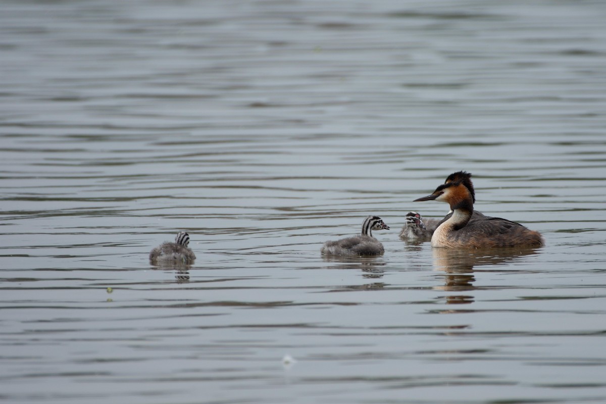 Great Crested Grebe - ML620734102