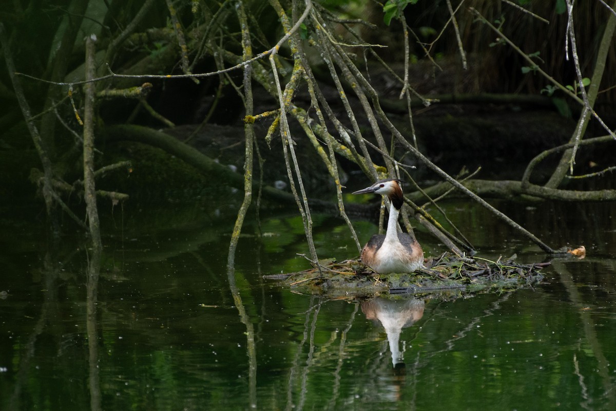 Great Crested Grebe - ML620734103