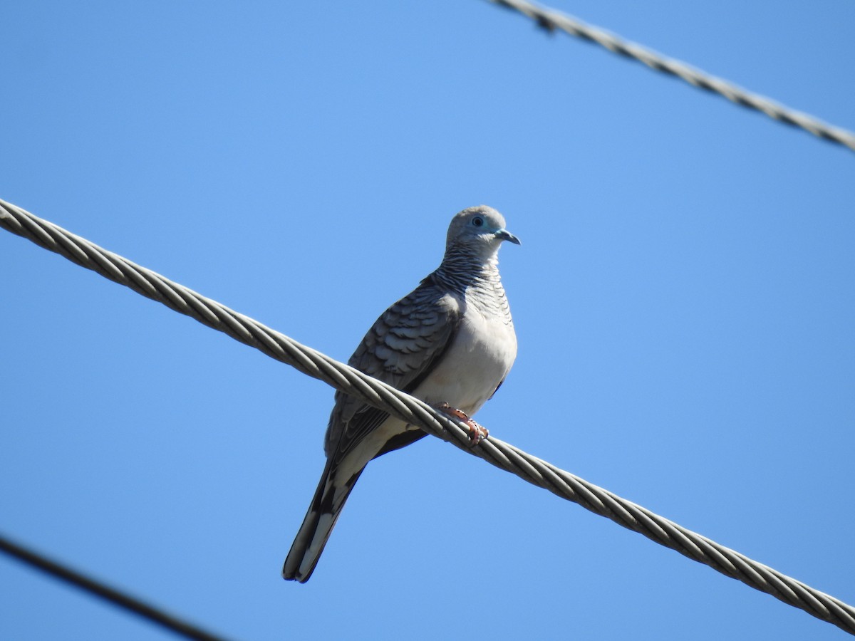 Peaceful Dove - ML620734105