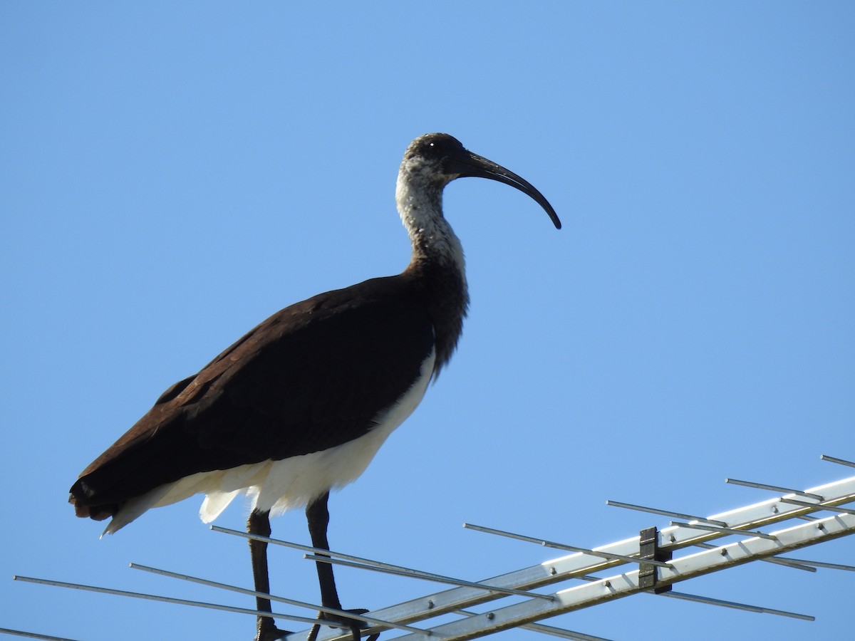 Straw-necked Ibis - ML620734107