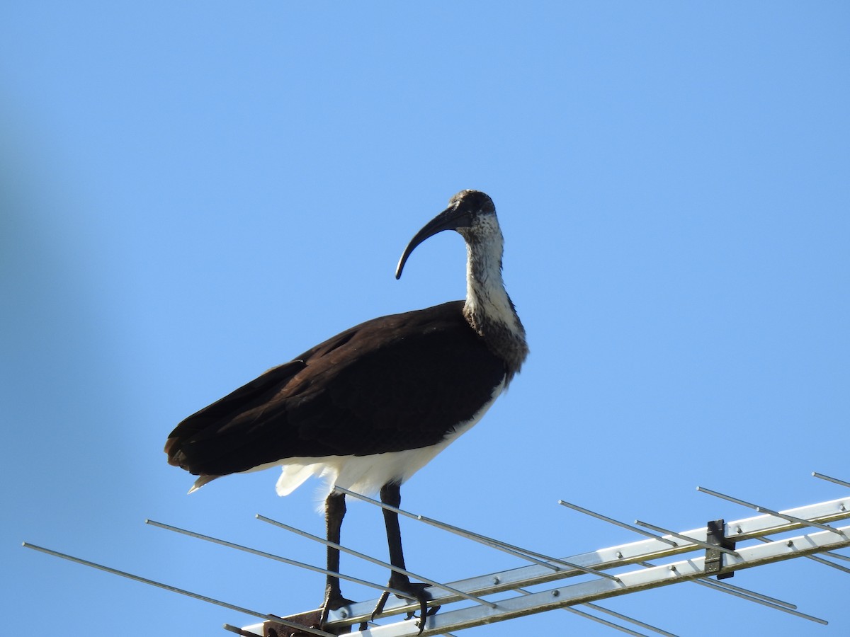 Straw-necked Ibis - ML620734108