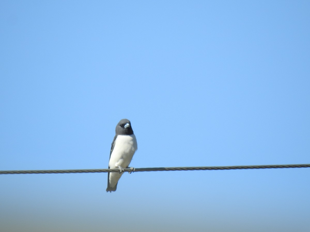 White-breasted Woodswallow - ML620734109