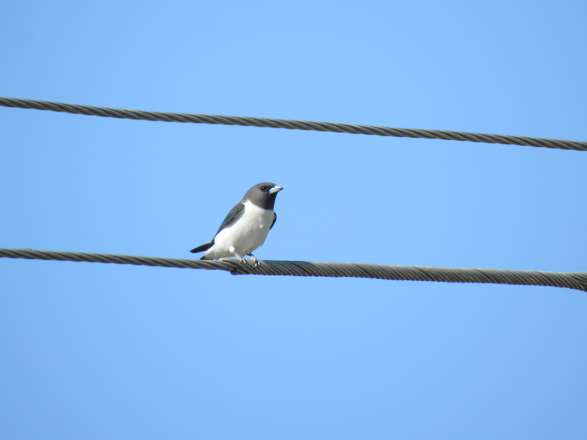 White-breasted Woodswallow - ML620734110