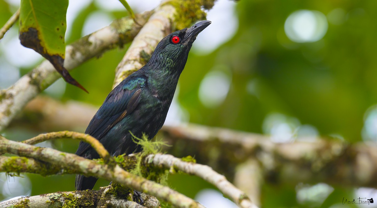 Asian Glossy Starling - ML620734112