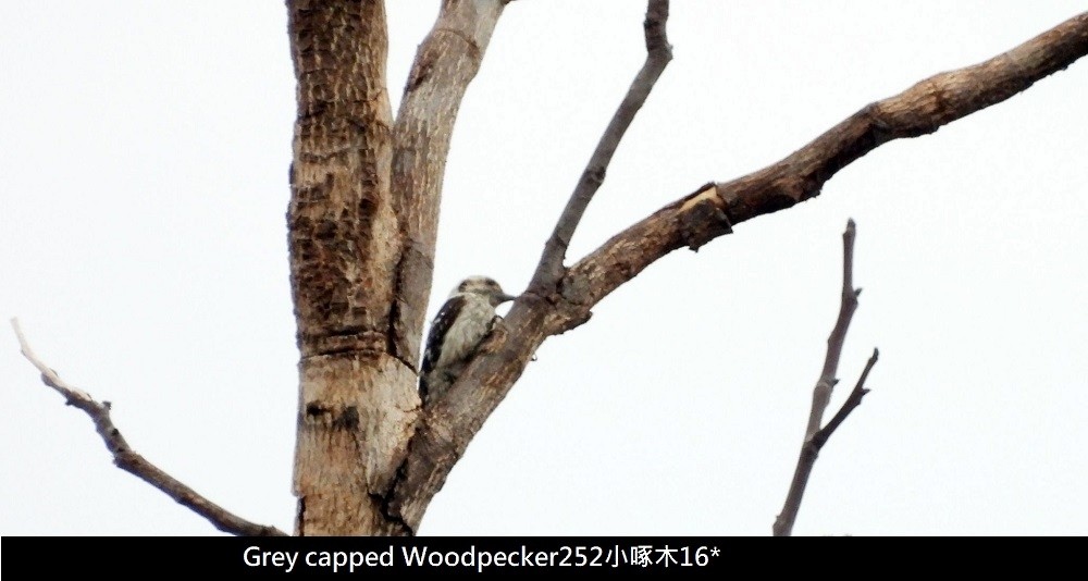 Gray-capped Pygmy Woodpecker - ML620734113