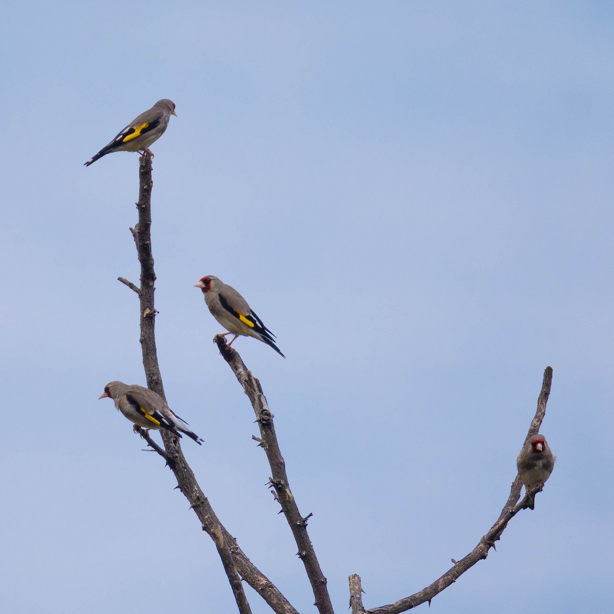 European Goldfinch - ML620734114