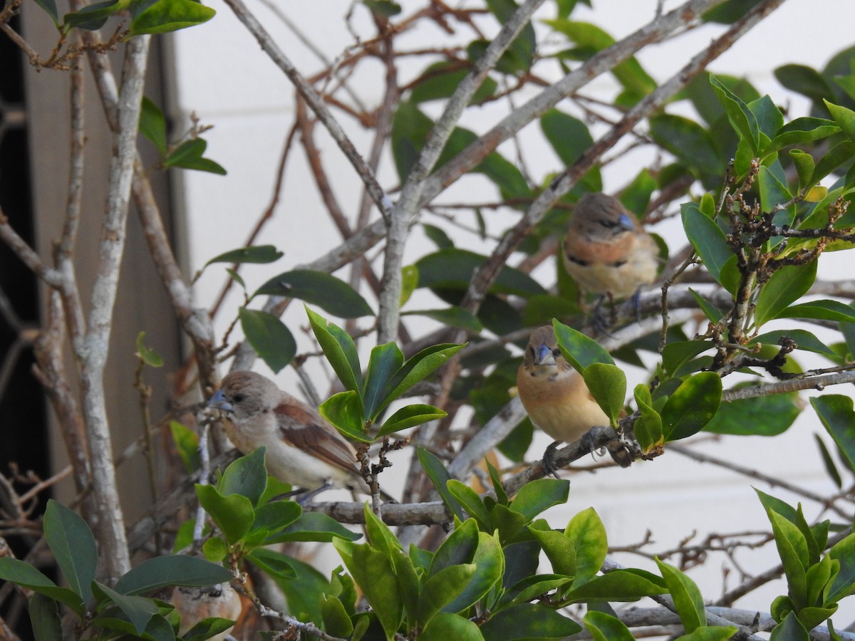 Chestnut-breasted Munia - ML620734116