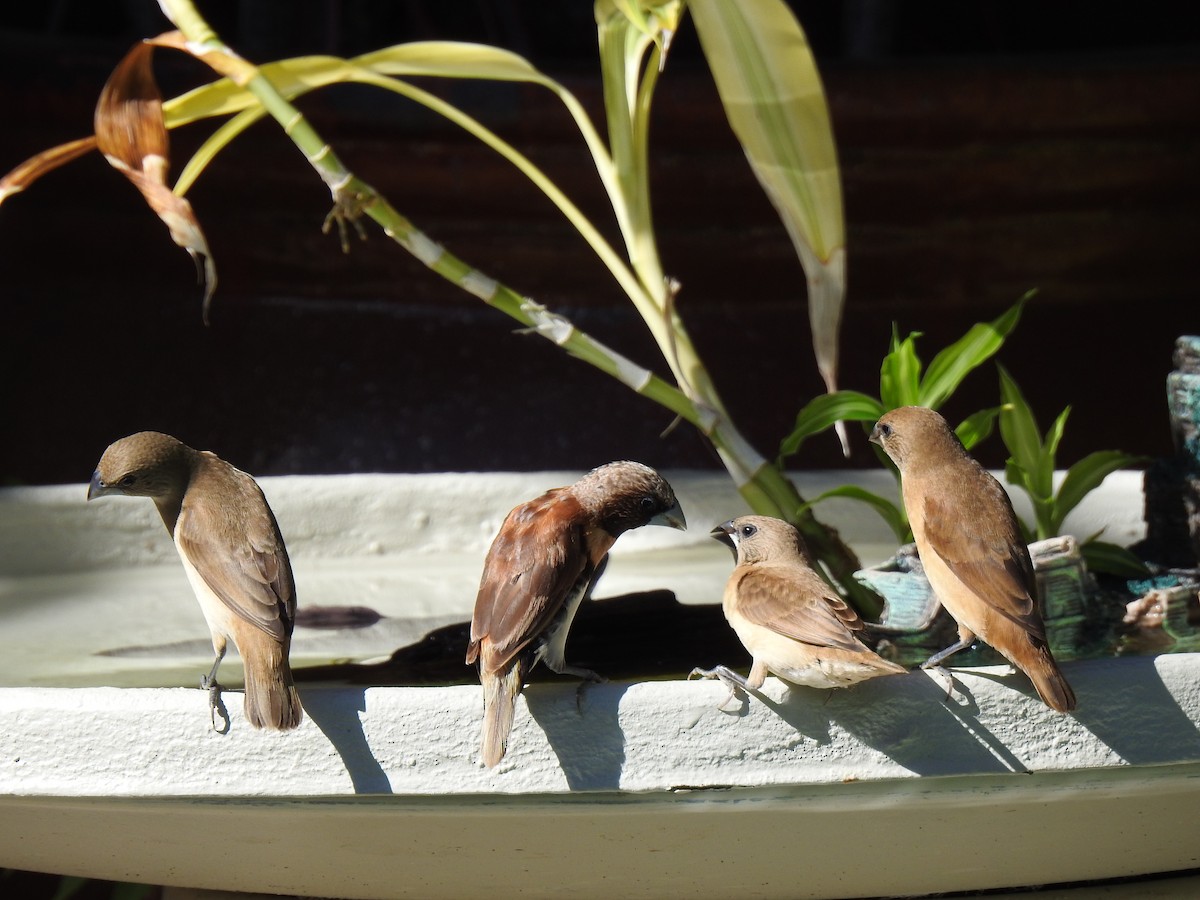 Chestnut-breasted Munia - ML620734118