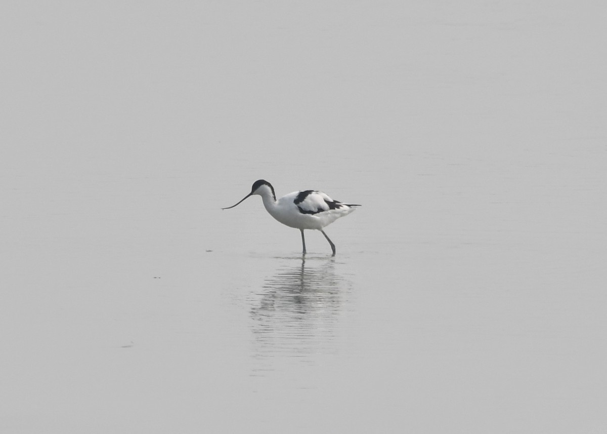 Pied Avocet - ML620734120