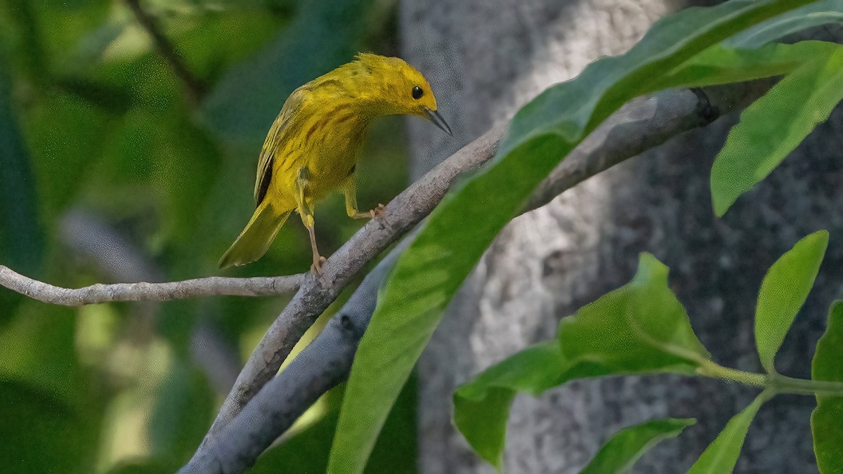 Yellow Warbler (Northern) - ML620734121