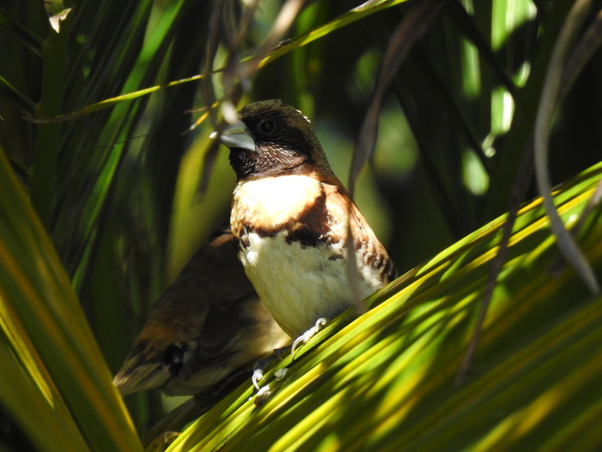 Chestnut-breasted Munia - ML620734122