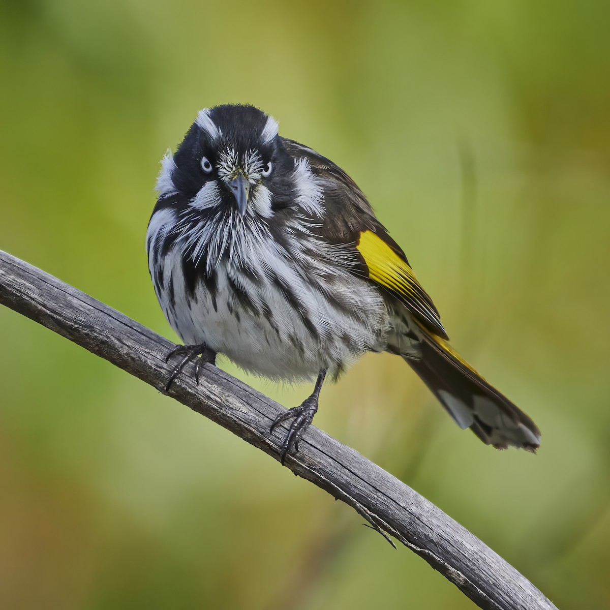 New Holland Honeyeater - ML620734123