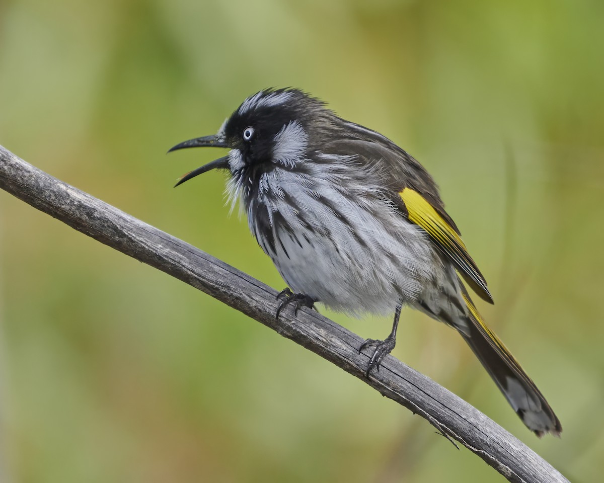 New Holland Honeyeater - ML620734124