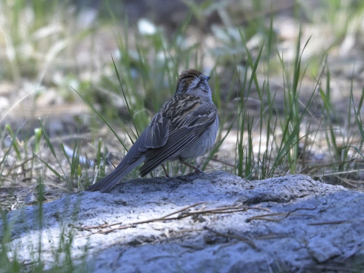 Chipping Sparrow - ML620734126