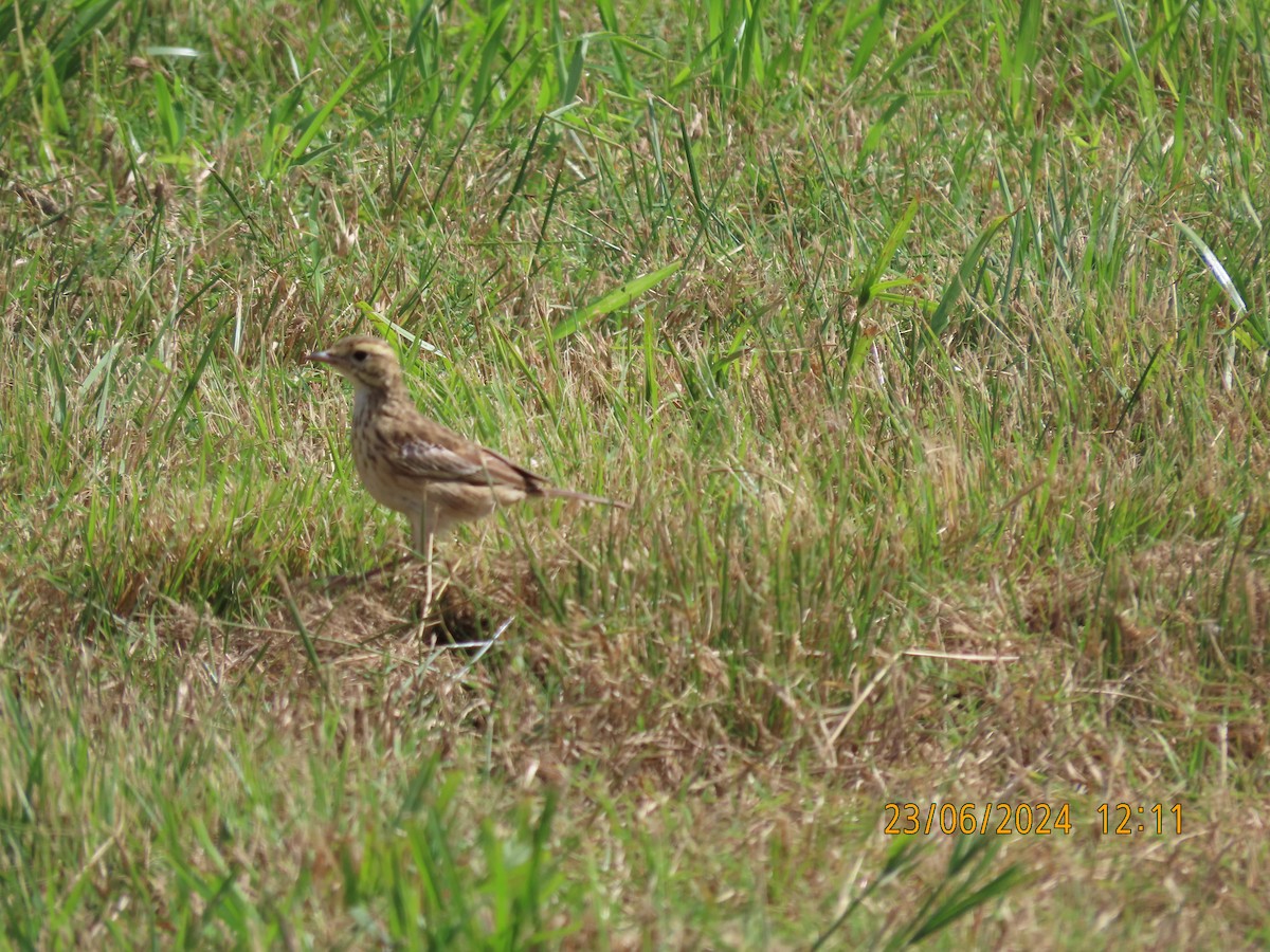 Australian Pipit - ML620734129