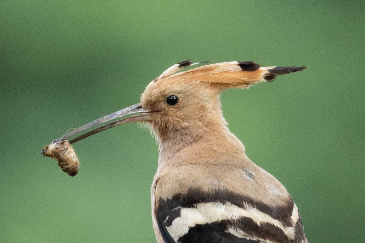 Eurasian Hoopoe - ML620734130