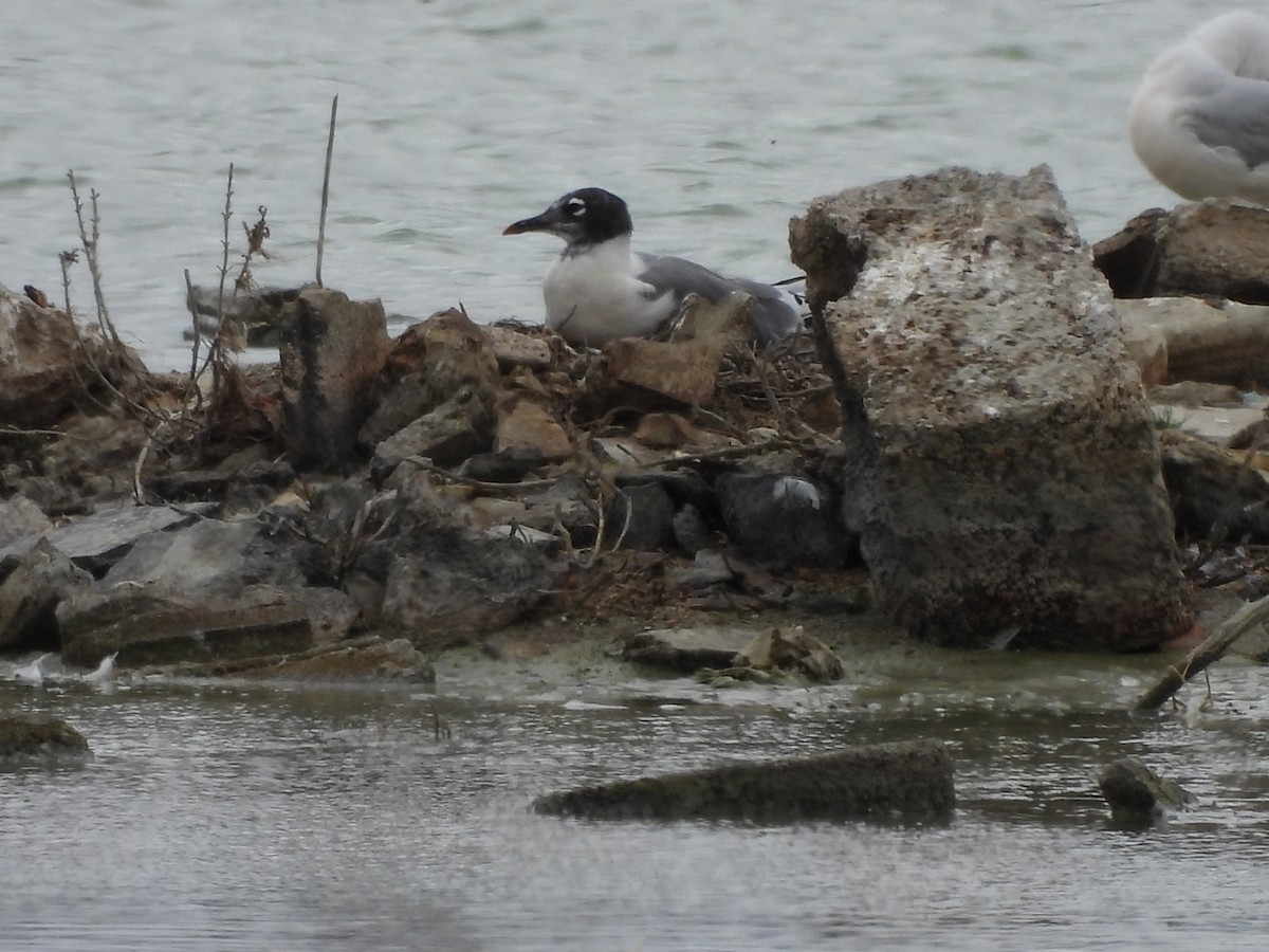 Mouette de Franklin - ML620734136