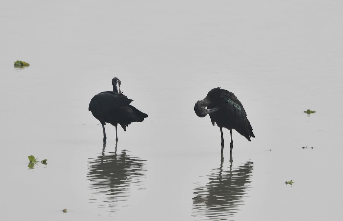 Glossy Ibis - ML620734139