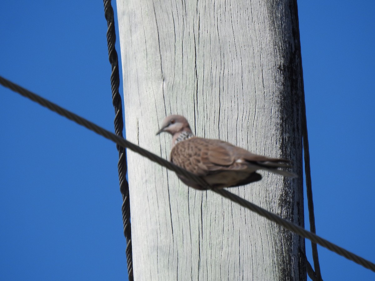 珠頸斑鳩 - ML620734140