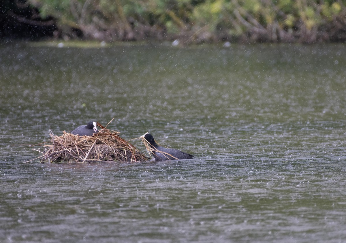 Eurasian Coot - ML620734142