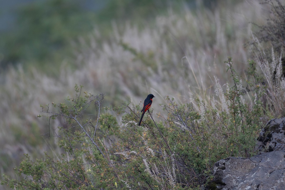 Long-tailed Minivet - ML620734143