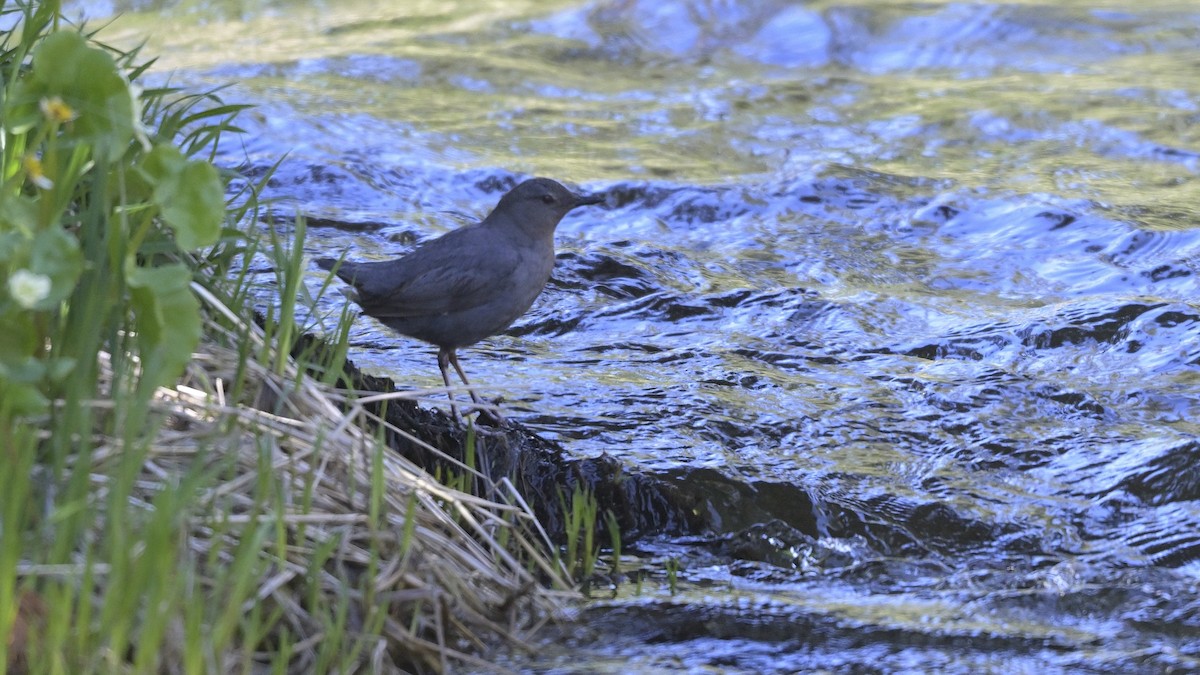 American Dipper - ML620734149