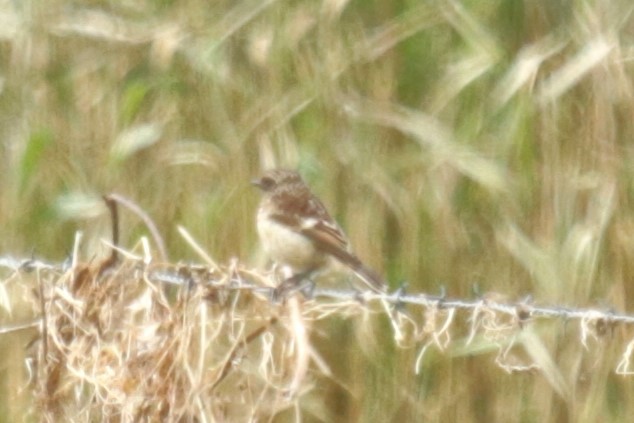 European Stonechat - ML620734151