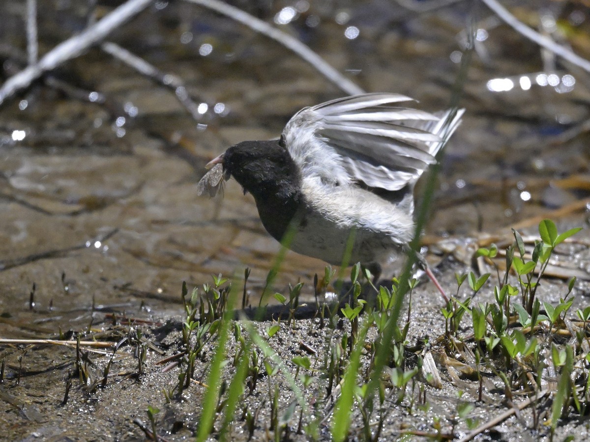 Junco ardoisé (groupe oreganus) - ML620734152