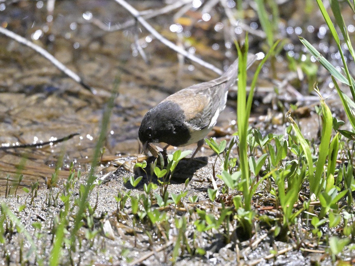 Junco ardoisé (groupe oreganus) - ML620734153