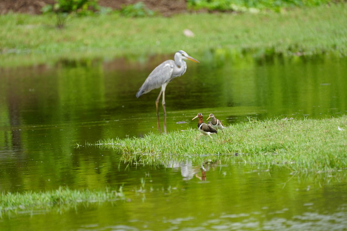 Greater Painted-Snipe - ML620734154