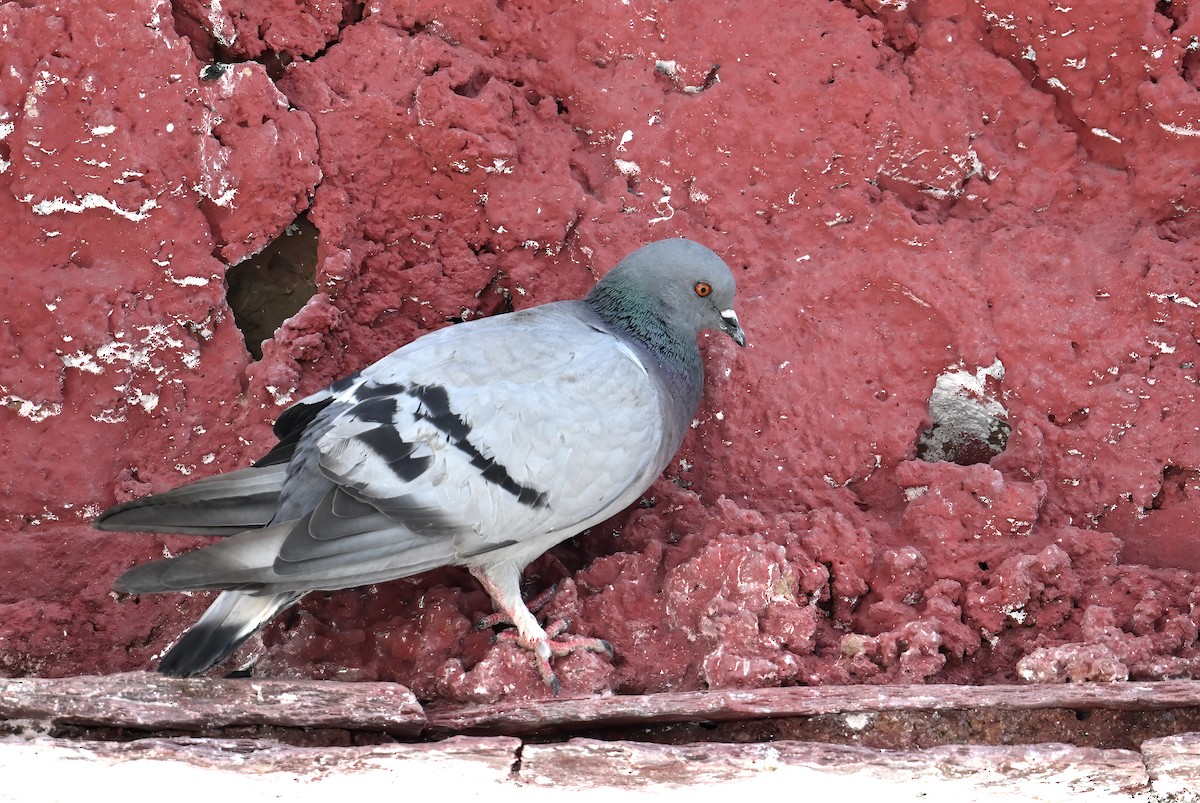 Pigeon des rochers - ML620734155