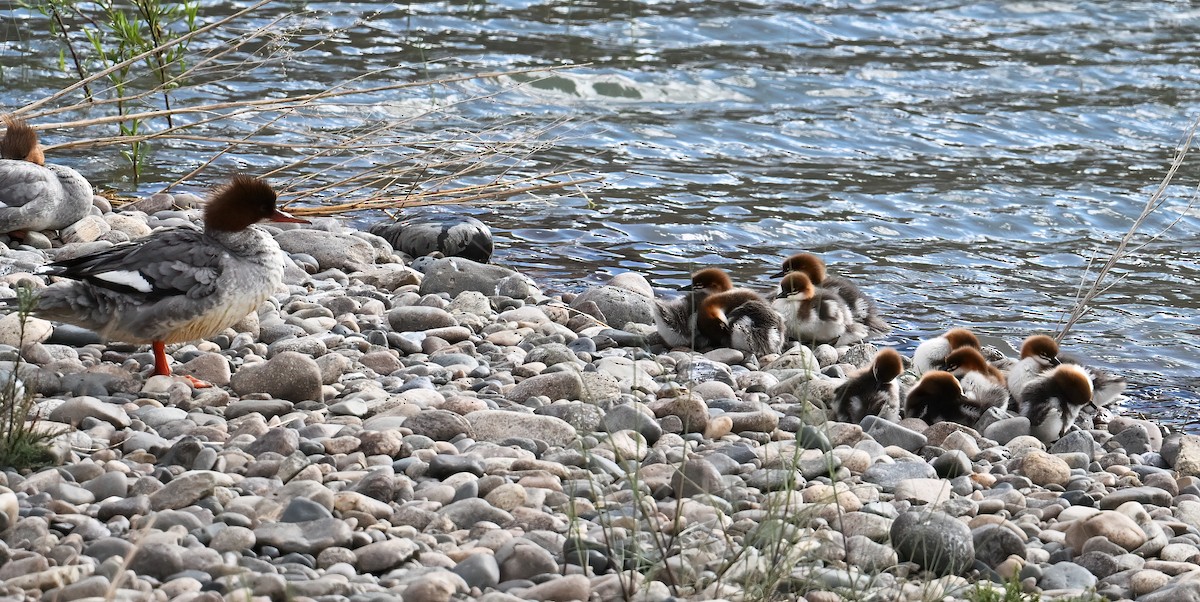 Common Merganser - ML620734158