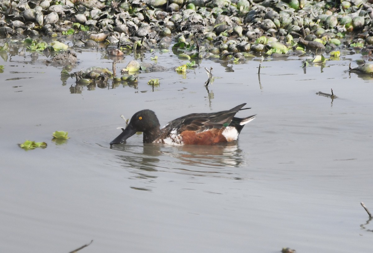 Northern Shoveler - ML620734159