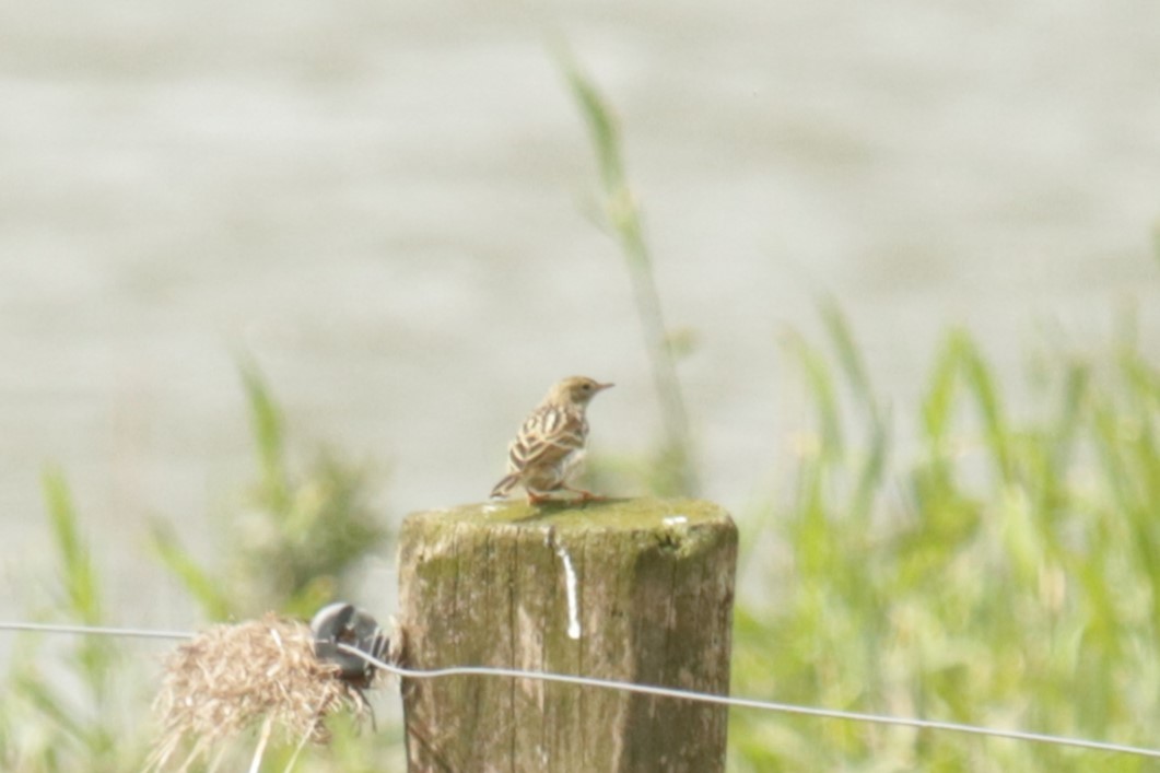 Meadow Pipit - ML620734162