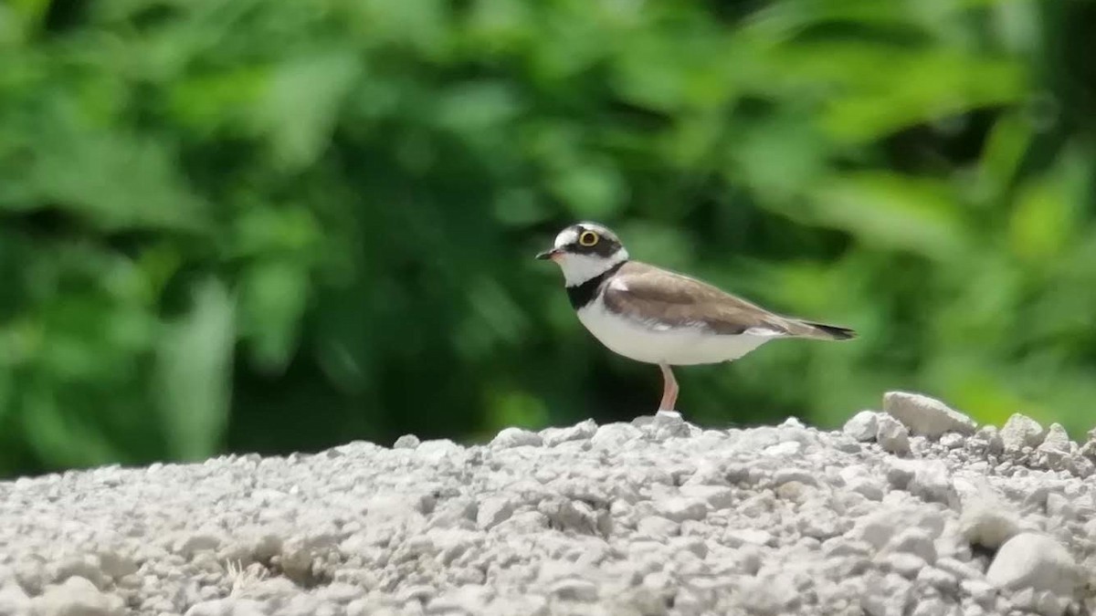 Little Ringed Plover - ML620734163