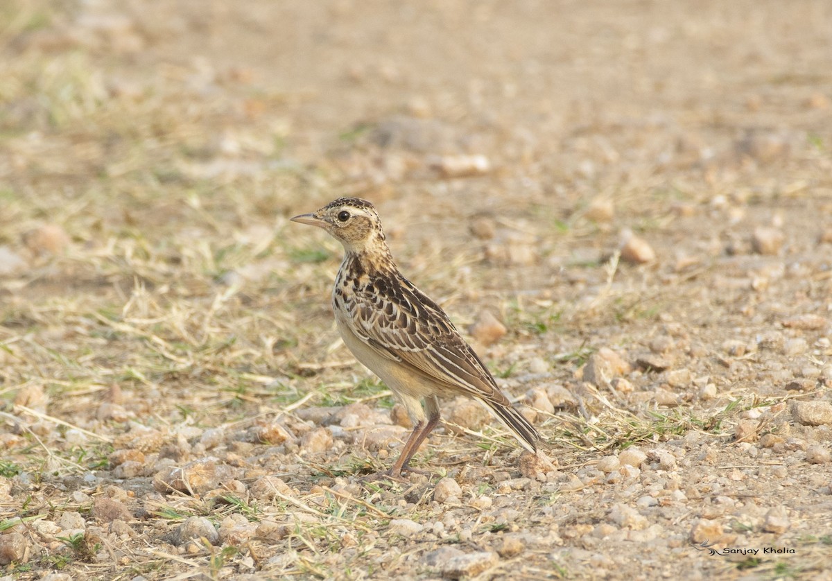 Oriental Skylark - Sanjay kholiya