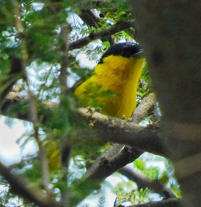 White-tailed Iora - ML620734166