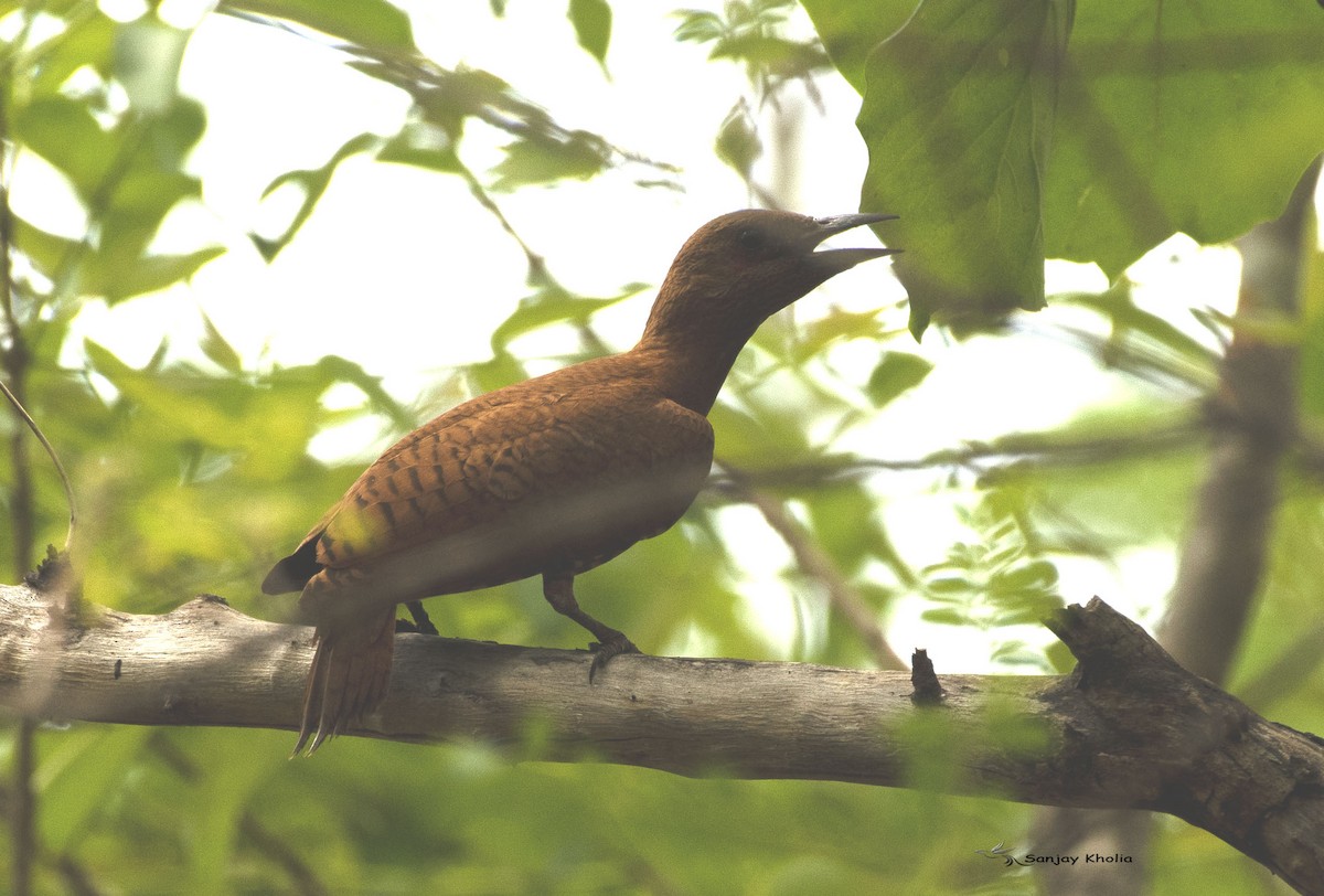 Rufous Woodpecker - ML620734167