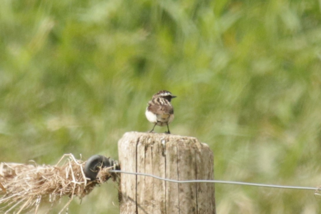 Whinchat - ML620734168