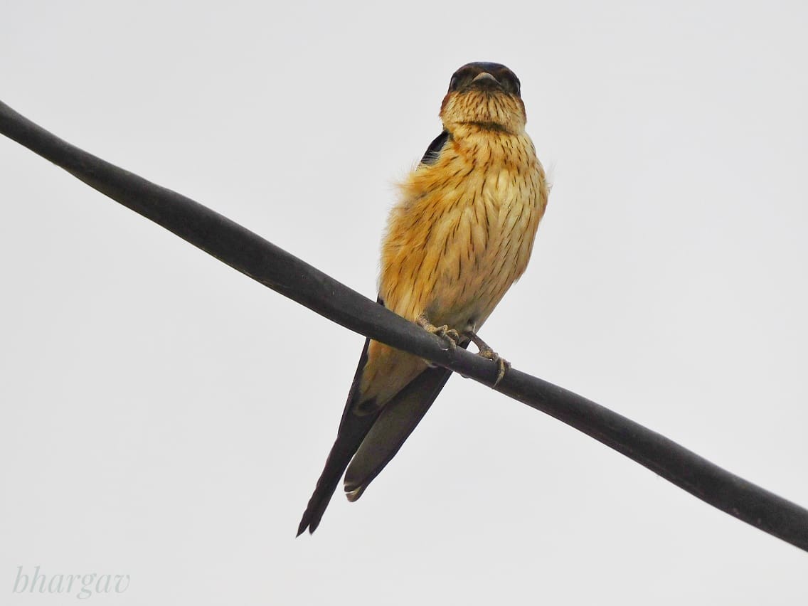 Red-rumped Swallow - ML620734169