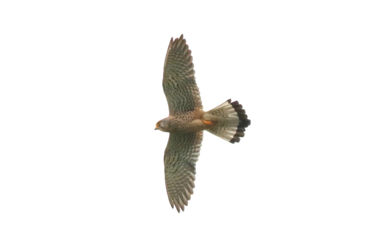 Eurasian Kestrel - ML620734171