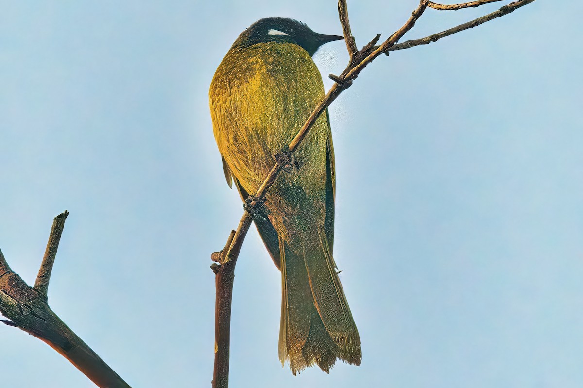 White-eared Honeyeater - ML620734172