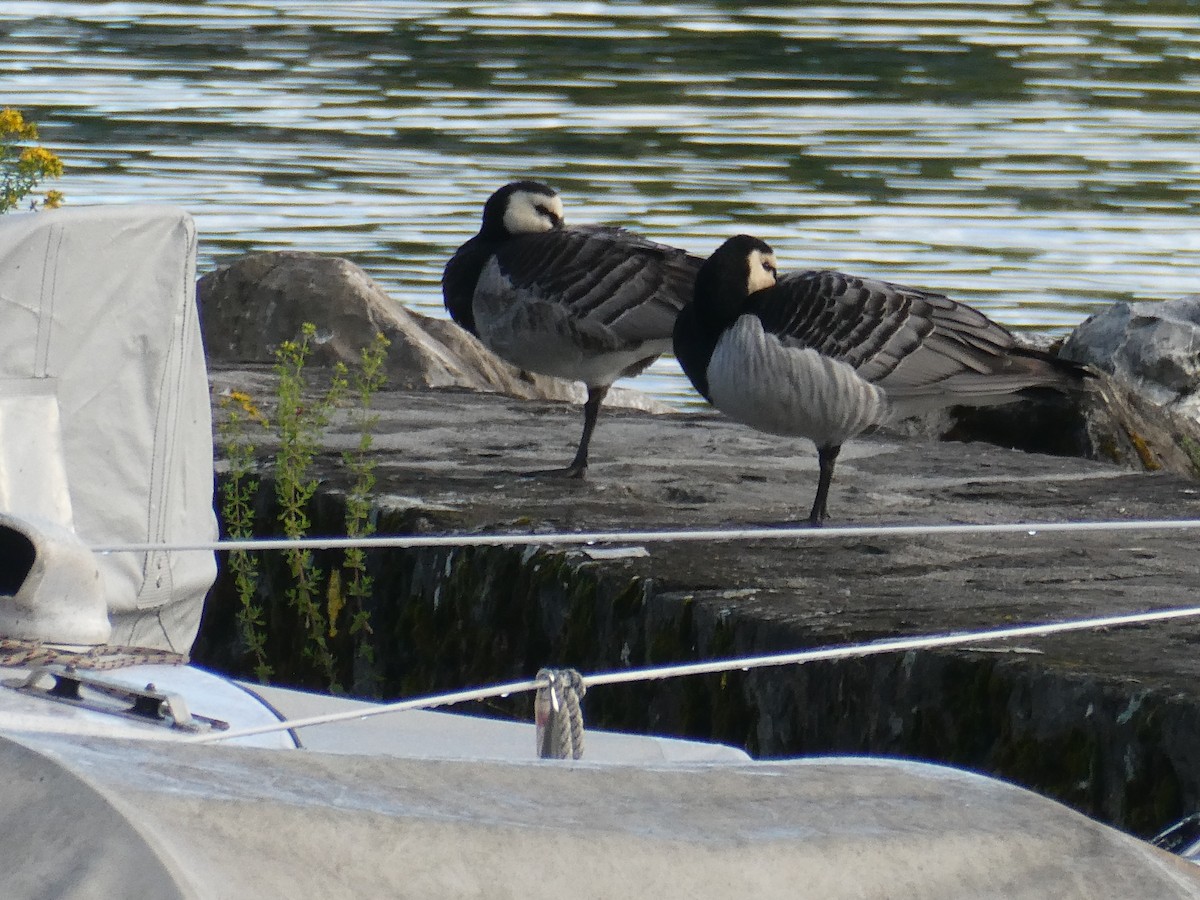 Barnacle Goose - Tom Crusse