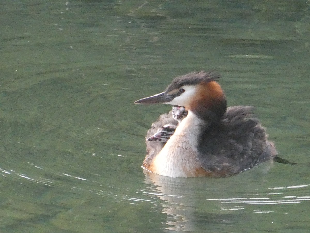 Great Crested Grebe - ML620734176